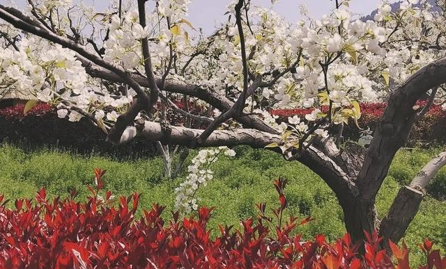 兰州什川万亩梨花盛放！黄河畔500年古梨园迎来最美花期