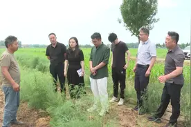 芦笋地里种金蝉！鹿楼镇拓展视野“取真经”图片