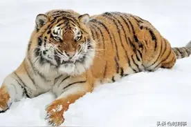 小兴安岭一只东北虎，大战 12 只野狼，最后因为受伤不得不躲入洞穴图片