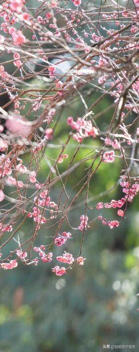 暗香浮动！郑和公园梅花凌寒绽放，这份冬日清幽别错过