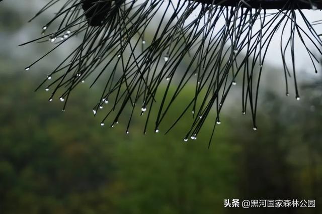 一夜入秋 | 一键查看你不曾见过的雨中黑河
