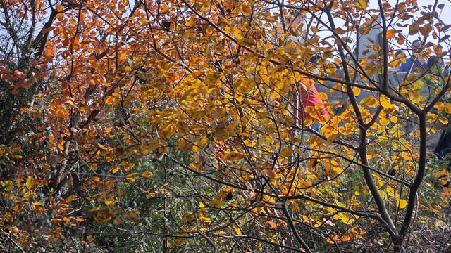 秋色如画，晒出你的秋！