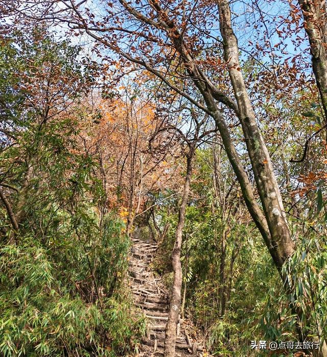 成都严重被低估的彩林徒步线路，1天轻松往返，山野壮观绚丽！