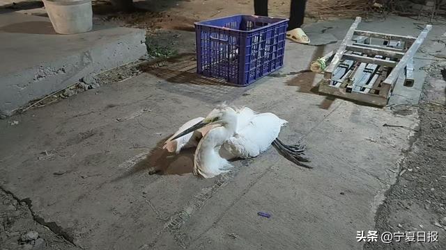 待明年春天，重返星海湖……