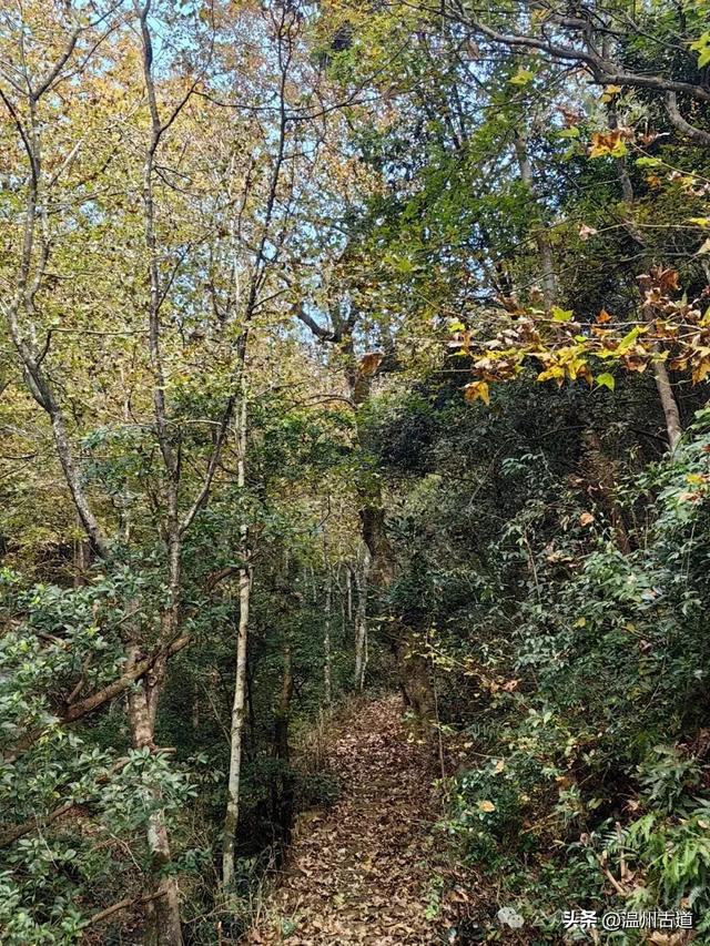 温州这两条知名红枫古道已经红啦！周末是最佳观赏期，不要错过！