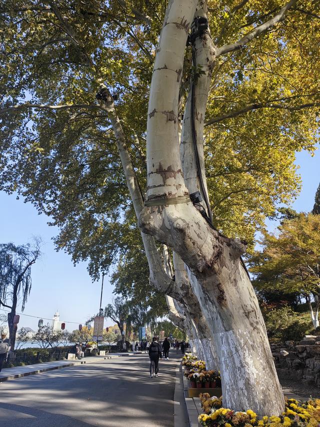 碧云天，黄叶地。秋色连波，波上寒烟翠一一玄武湖银杏迟