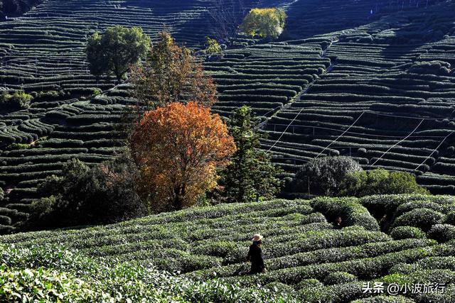 杭州冬日徒步，从古村到茶园，银杏金黄枫树染红，感受山野之乐