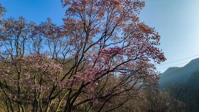 【河南鲁山：辛夷花开报春来】