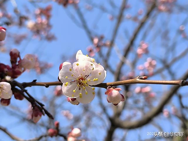 春暖花先知，早樱花成云