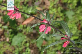 都是黄精，应该如何辨别？图片