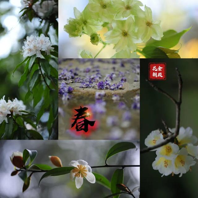 2026年第十届金殿花朝盛会如约而至！