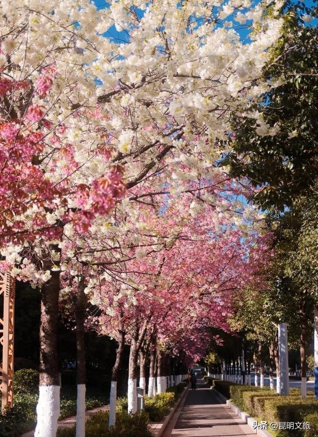美炸！美炸！全国裹貂我赏樱！昆明最全冬樱赏花攻略来了，周末快冲~