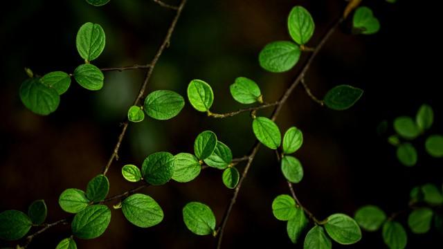 草木皆诗：云南，一座流动的中草药天堂