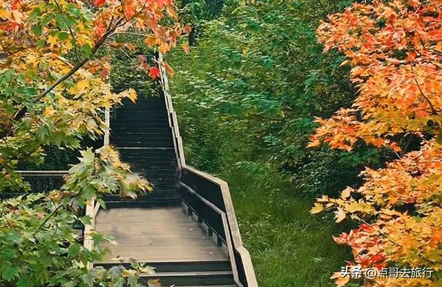 成都市区4大枫叶观赏地，彩林超惊艳，都不要门票，公交车可达！