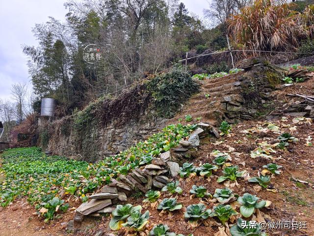 【行走徽州244】岔口：王茂荫、许球都曾在此求学，大洲源核心区