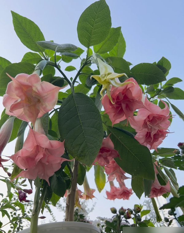 阴花不能进阳宅！这5种花“打死}也不养,家里若有快挪走！