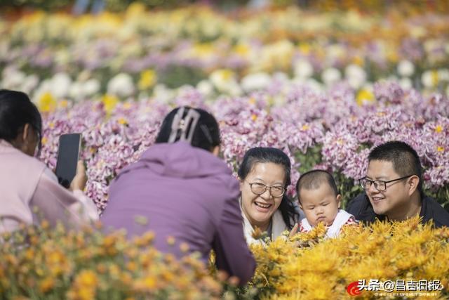 秋菊绽花海 游人醉金秋
