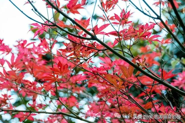 陕西渭南：街头秋色渐渐有了起色