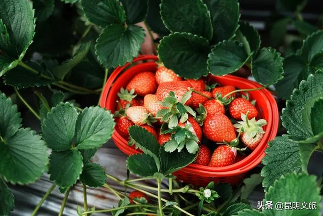 别再问昆明哪里能摘草莓了！收下这份采摘地图，直接抄作业→