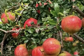 有院子的，这3种果树一定要种，镇宅守家，好运纳福，越养越吉祥图片