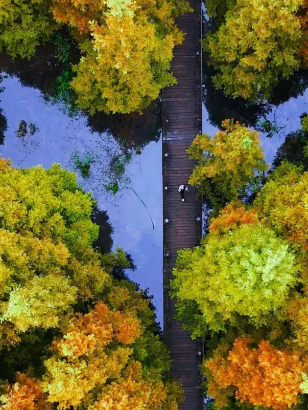 成都周边“天花板”级的银杏园，闯进金色秋日童话世界，拍照超美