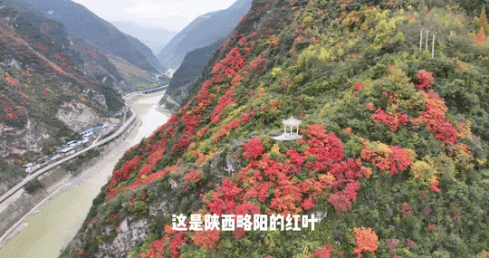 立冬别“猫冬”！来略阳赴一场红叶的约会！🤳