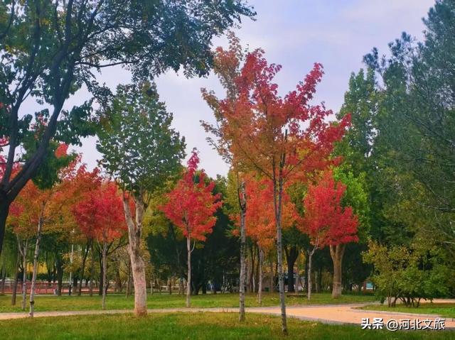 秋日，不去一趟石家庄植物园，会留遗憾