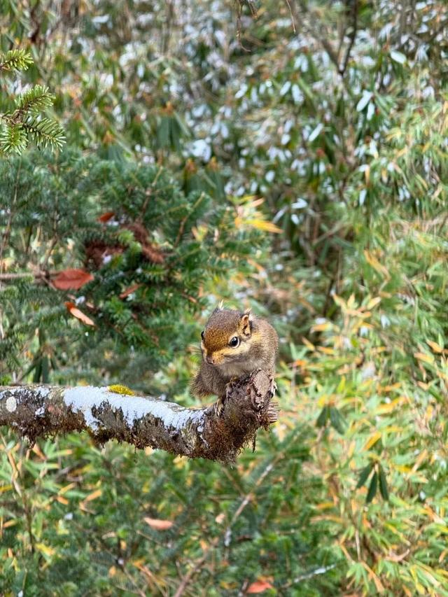 太好了是瓦屋山的雪，我们南方孩子又快乐了！