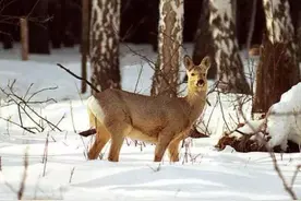 狍子遇到天敌都不跑，这么傻都没灭绝，为啥遇到人就成保护动物了图片