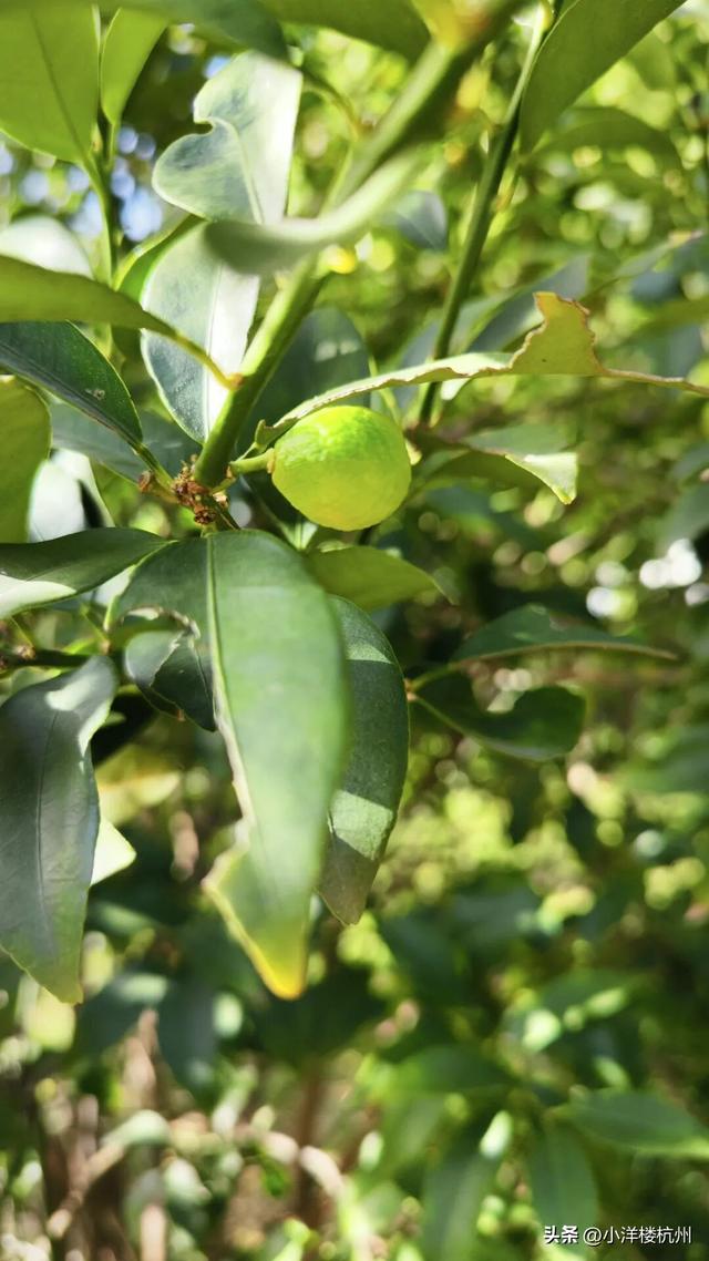 跟随树友们逛中国第一座现代植物园——浙大植物园