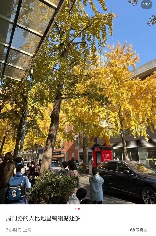 “感觉全上海人都来了!”上海这条小路成为限时顶流,大堵车!