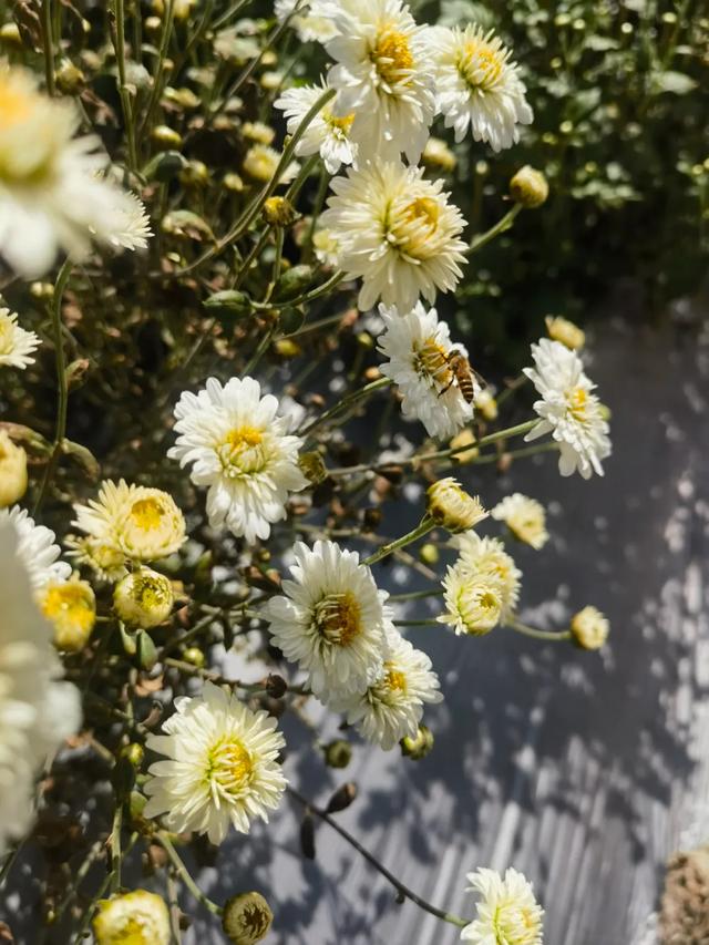 太美了！肇庆高要百亩菊花盛开
