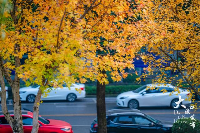 大渡口冬日“顶流”红了