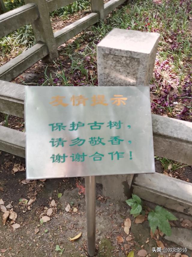 我和老公去上海“方塔公园”玩,没想到路上又捡了“醉白池公园”