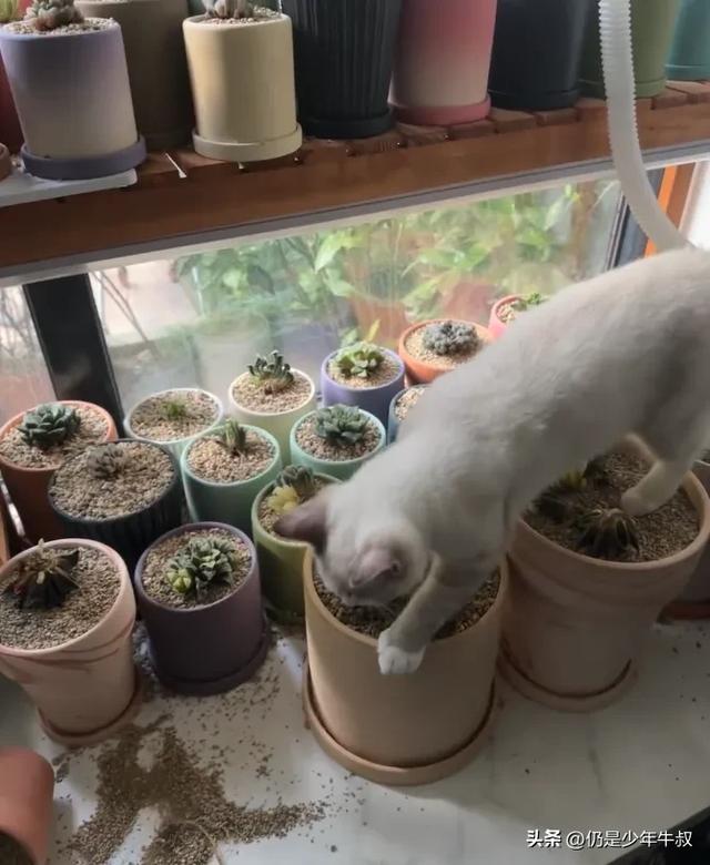 妹子因为猫破坏多肉决定弃养了，网友刚想开骂，看完后笑出了声哈
