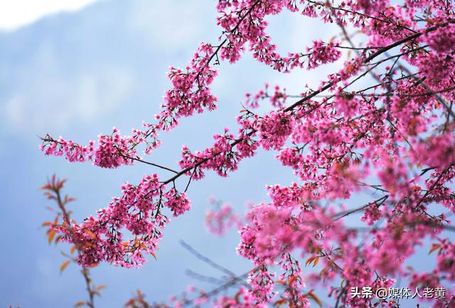 六盘水月照养生谷：冬樱花盛开引客赏花打卡