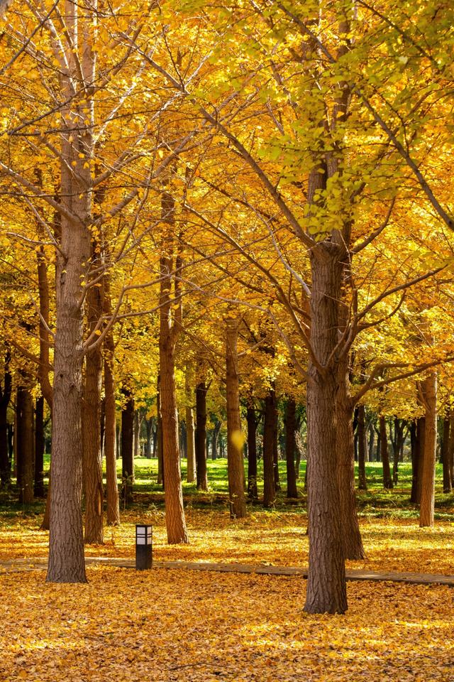 北京小众银杏林，郊外静谧的金色海洋，朝阳平房公园