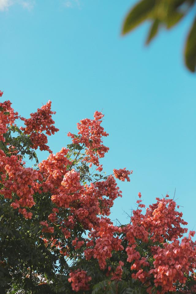 栾树花语