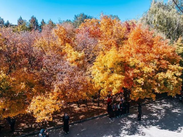 冬日限定｜临夏的初冬，是写满诗意的“人间治愈”