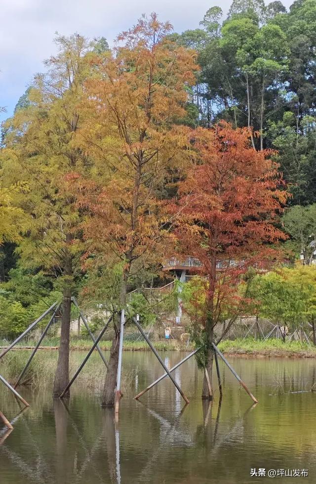 落羽杉红了！深圳坪山最浪漫的“美拉德季”如约而至
