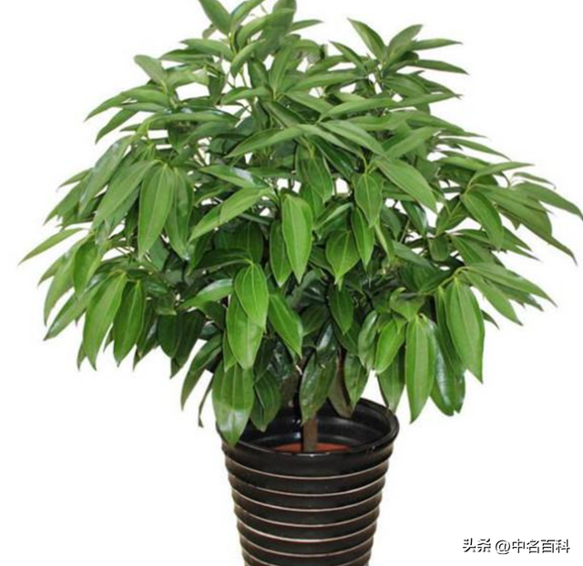 平安树养护指南：从“植物杀手”到“绿手指”的逆袭之路