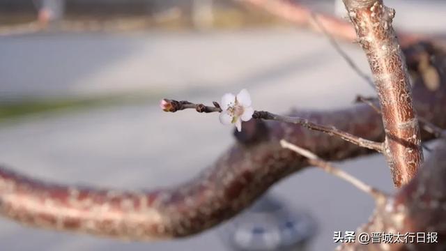 晋城吴王山现奇景：大冬天桃花开了！