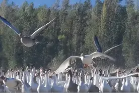 14年大叔创业养鹅,被大雁“拐走”3000只,不成想半年后带回上万只图片