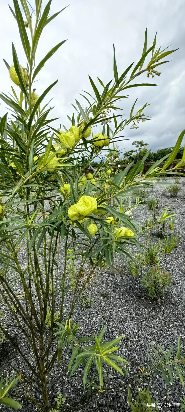 柴米油盐调味诗与远方，抚仙湖那一抹红