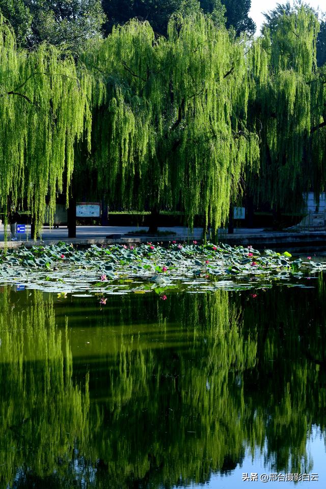 达活泉公园绿草如茵，碧波荡漾（图）