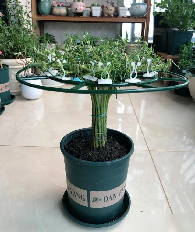 北京一45岁姐姐，因“穷养太阳花棒棒糖”而走红，省钱又治愈！