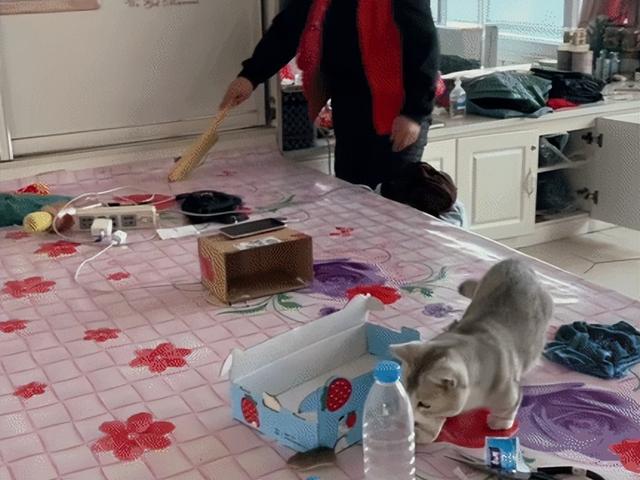 女儿吐槽妈妈太惯猫了，点开前：能惯成啥样，点开后：这不合适吧
