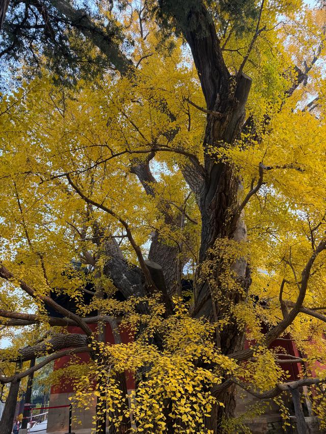甘撒金缕苒秋寰