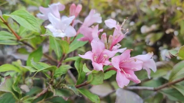 寻美薛城丨倔强！勇敢！锦带花寒冬绽放