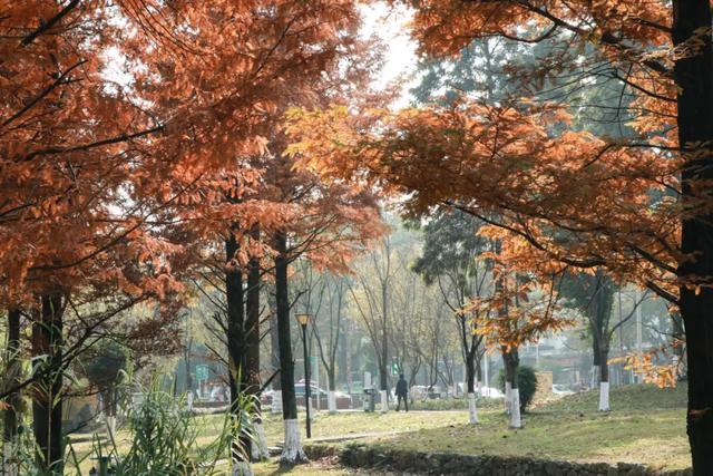 郫都水杉红了！抱着手机猛拍，被这限定美景狠狠惊艳